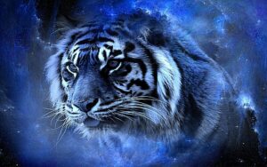 cool blue tiger wallpaper