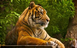 download tiger hd picture