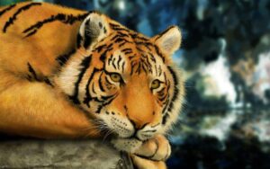 tiger background hd