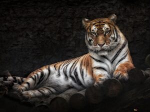 tiger hd background