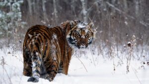 tiger hd photo