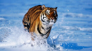 tiger hd wallpaper