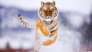 tiger image hd