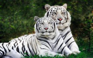 white tiger hd background