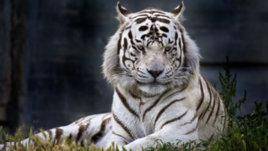 white tiger hd wallpaper