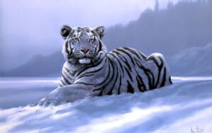 white tiger wallpaper